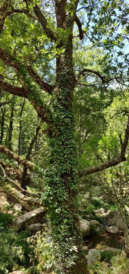 Hotel Ribera Del Corneja Navacepedilla de Corneja Екстер'єр фото